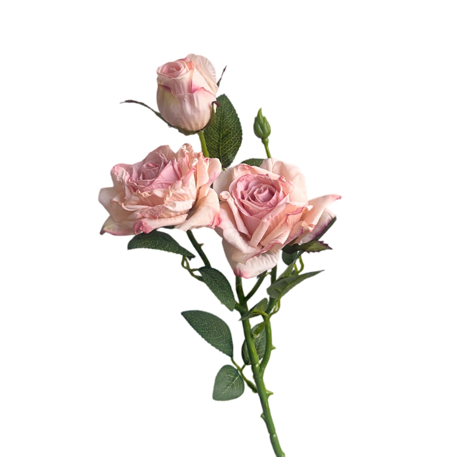 Rosa de Seda Borde Quemado Estilo Francés — Tallo 3 Cabezas, 8 Colores, Boda y Eventos